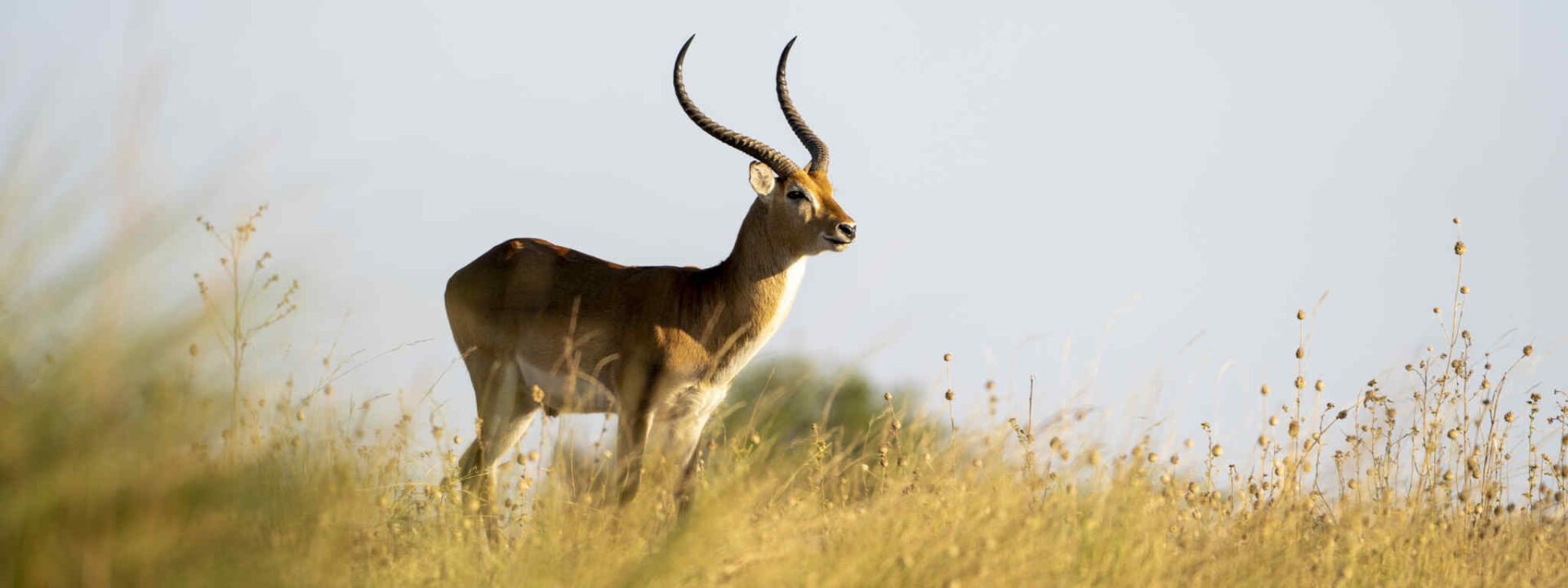 Lechwe Antilope in de Okavango Delta