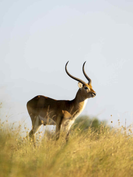 Lechwe Antilope in de Okavango Delta