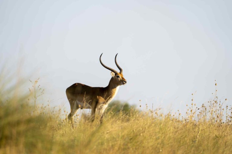 Lechwe Antilope in de Okavango Delta