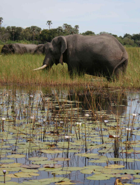 Olifanten grazen in de Okavango Delta