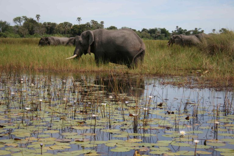 Olifanten grazen in de Okavango Delta