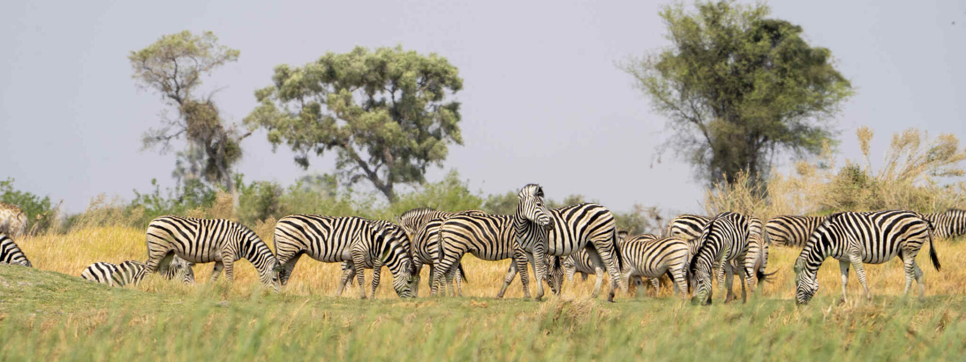 Zebra's in de Okavango Delta gefotografeerd vanuit een Mokoro op het water