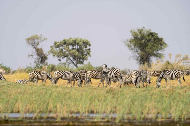 Zebra's in de Okavango Delta gefotografeerd vanuit een Mokoro op het water