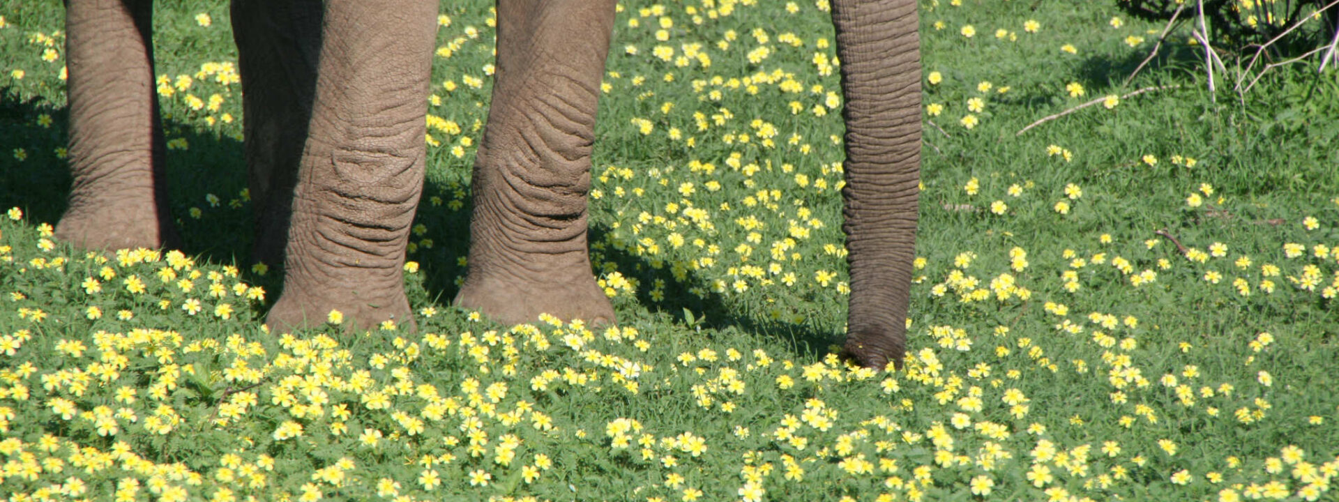 Olifant in groen met gele bloemetjes