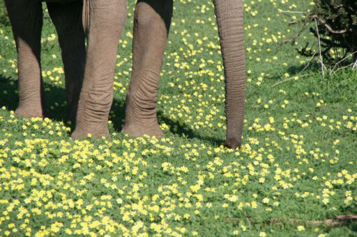Olifant in groen met gele bloemetjes