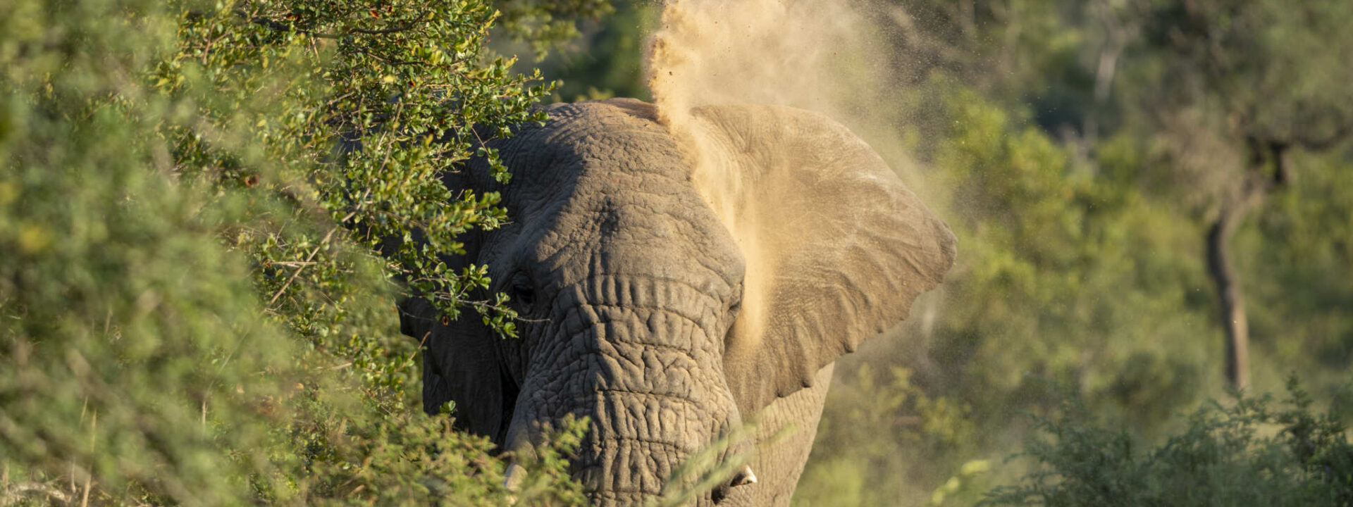 Olifant neem stofbad