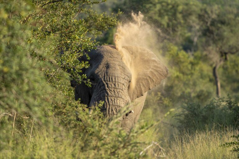 Olifant neem stofbad
