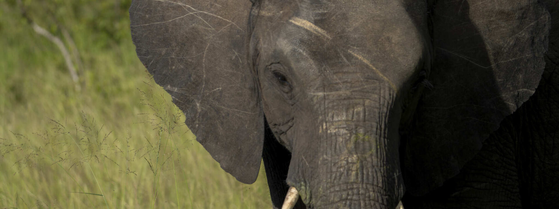 Olifant voorkant