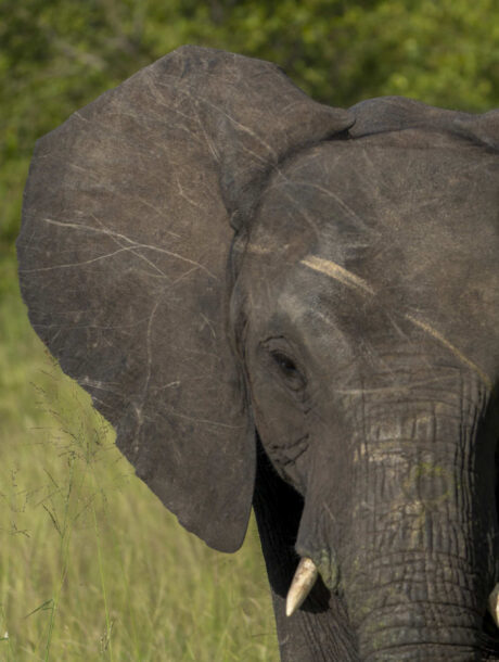 Olifant voorkant