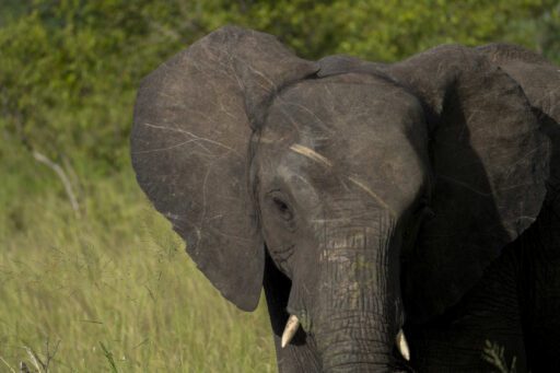 Olifant voorkant
