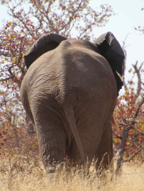 Olifant loopt weg tussen de Mopanibomen