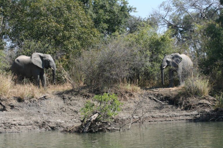 Olifanten aan de oever van rivier in Zambia
