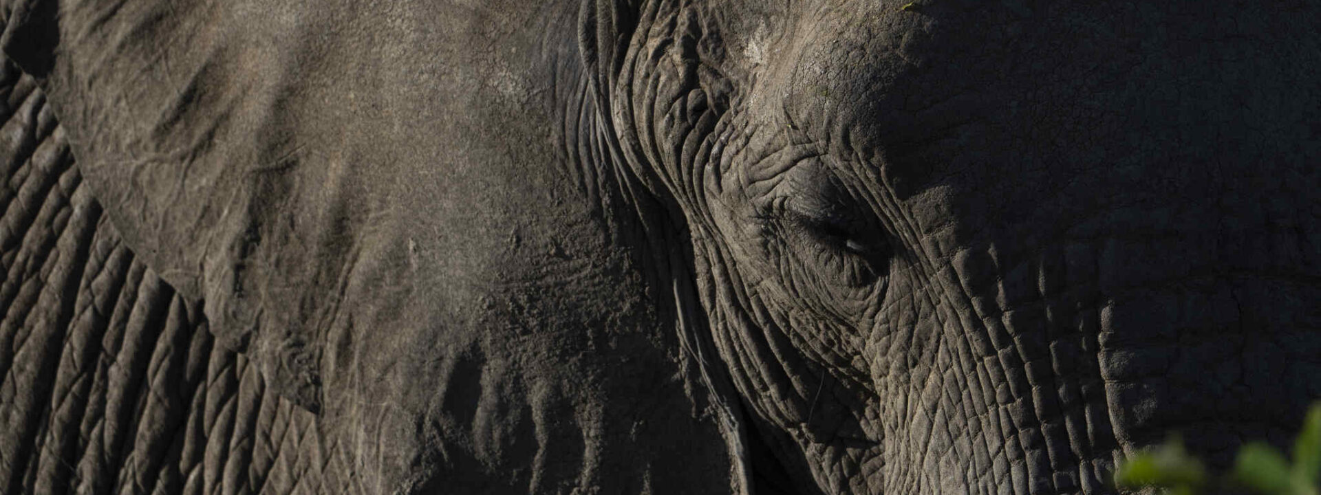 Close-up van een olifant tijdens een wildrit