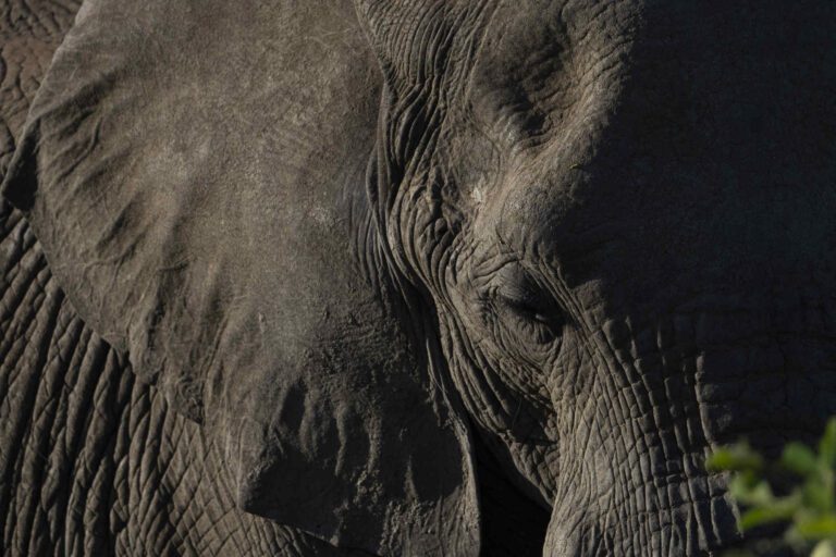 Close-up van een olifant tijdens een wildrit