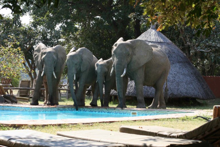 Olifanten drinken uit het zwembad in Zambia