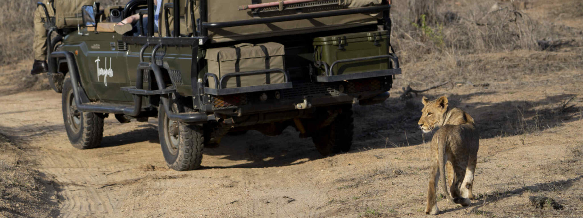 Leeuwenwelp met een 4x4 voertuig op de achtergrond tijdens een privé safari