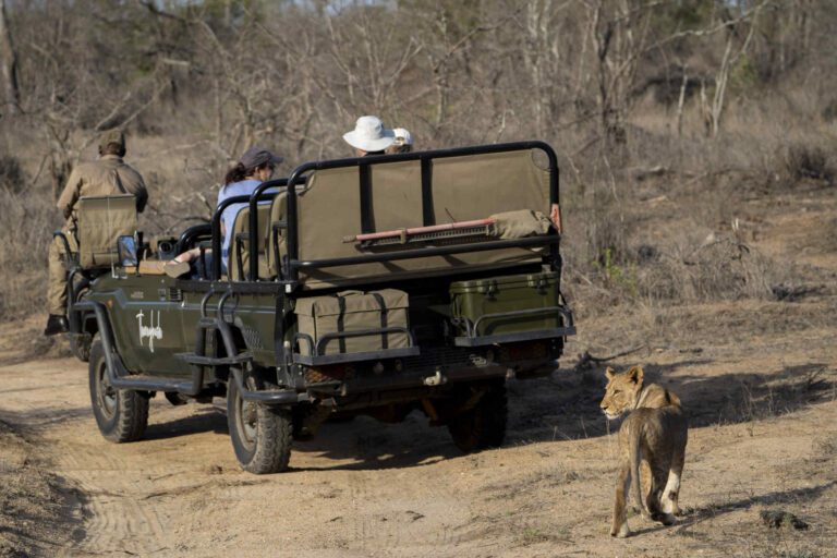 Leeuwenwelp met een 4x4 voertuig op de achtergrond tijdens een privé safari