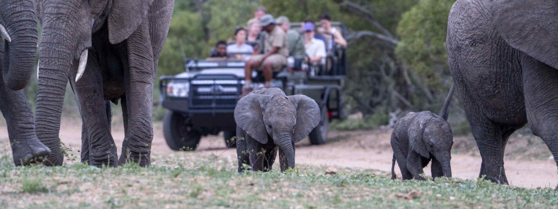 Olifanten tijdens privé safari in Zuid-Afrika