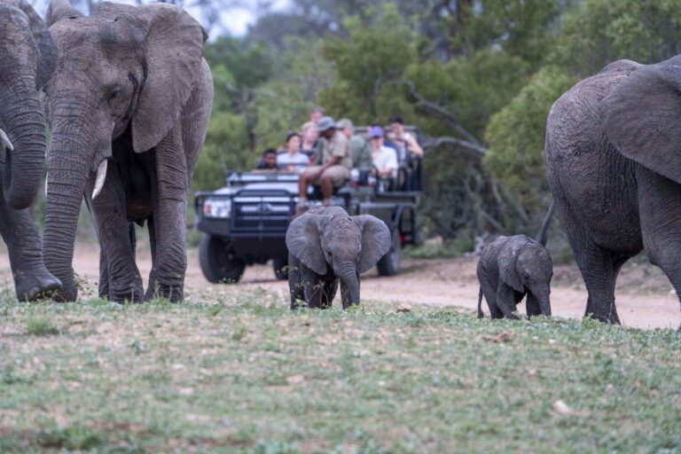 Olifanten tijdens privé safari in Zuid-Afrika