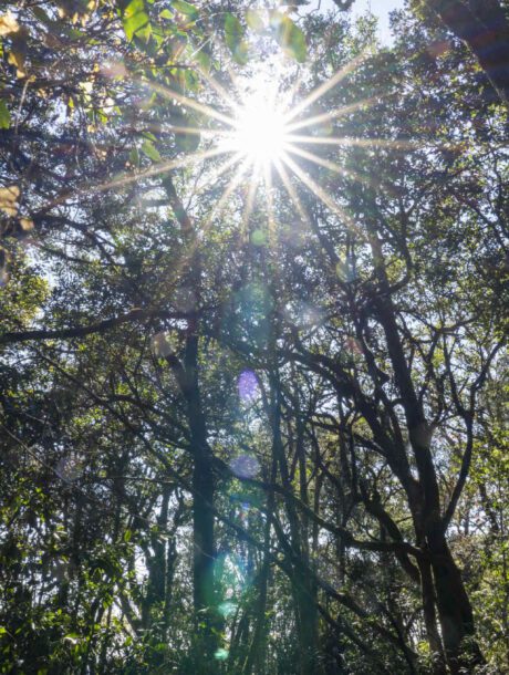 Bomen met zonlicht er doorheen op de Panoramaroute