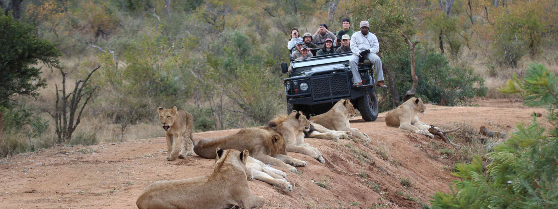 Privé safari voertuig met leeuwen op de voorgrond