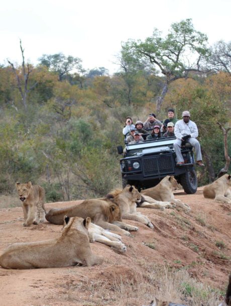 Privé safari voertuig met leeuwen op de voorgrond