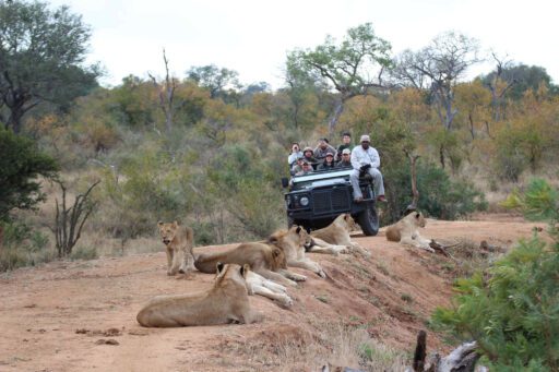 Privé safari voertuig met leeuwen op de voorgrond