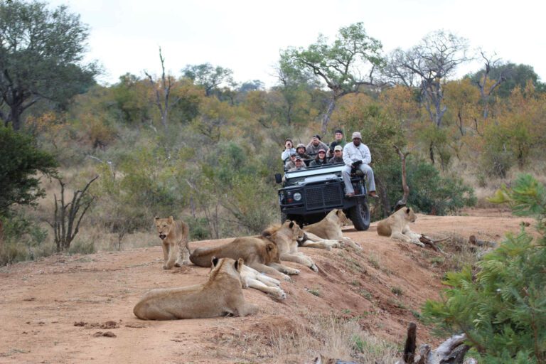 Privé safari voertuig met leeuwen op de voorgrond