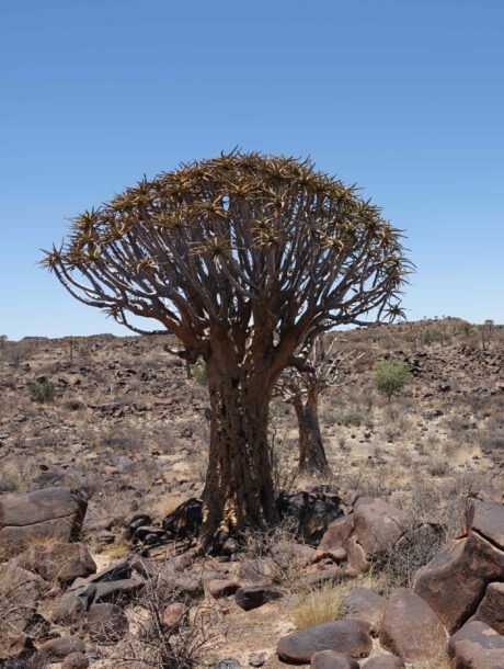Quivertree Forest Namibië