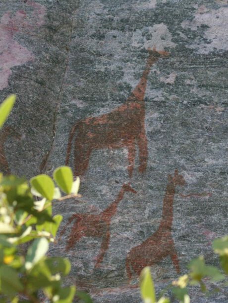 Rotstekeningen van giraffen in Twyfeltontein