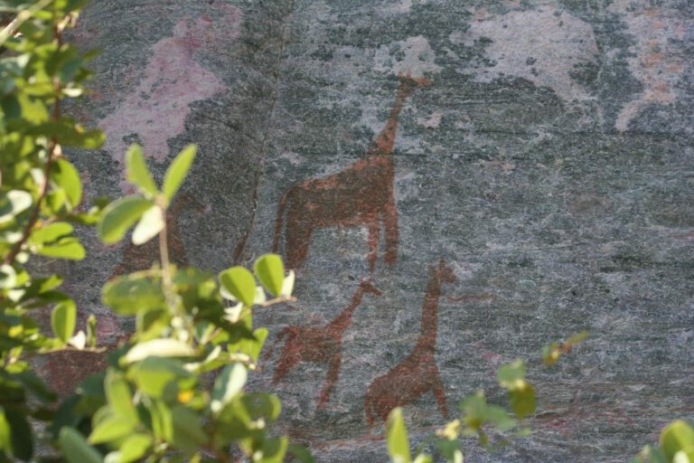 Rotstekeningen van giraffen in Twyfeltontein