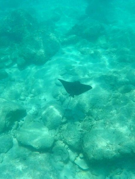 Snorkelen met een rog op de Seychellen