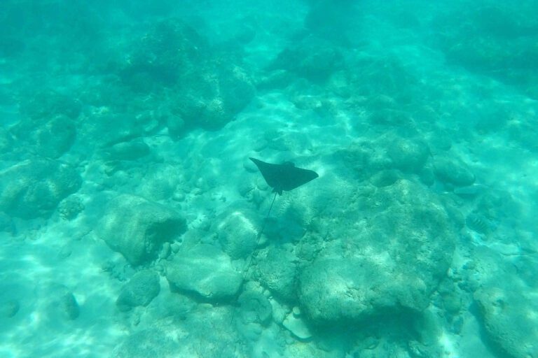Snorkelen met een rog op de Seychellen