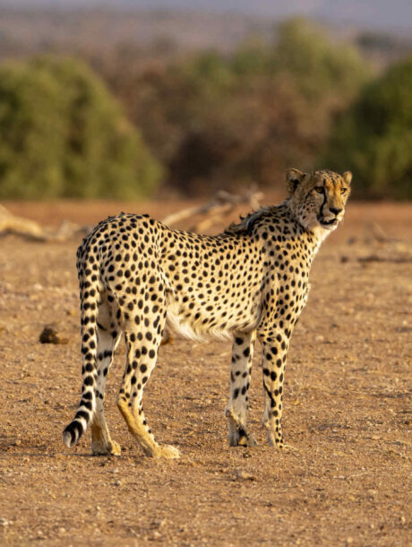Cheetah op de uitkijk in Tuli