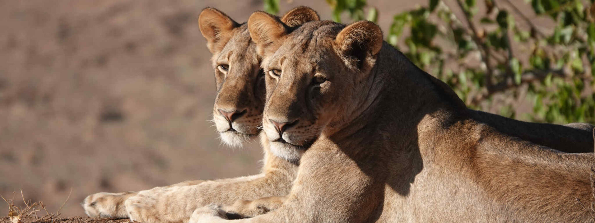 Twee leeuwinnen in Tuli Block, Botswana