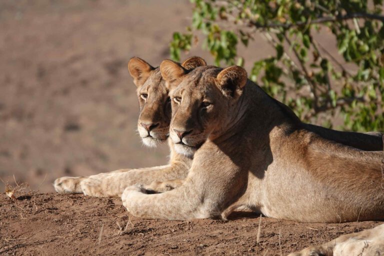 Twee leeuwinnen in Tuli Block, Botswana