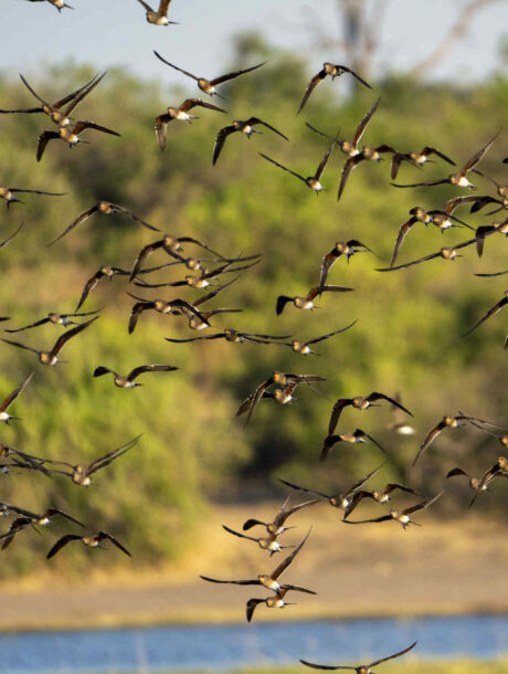 Vogels in vlucht