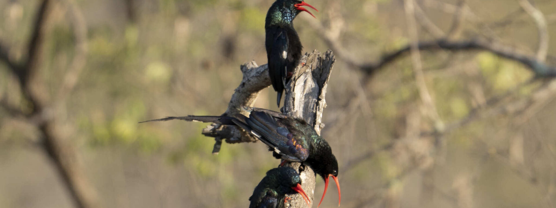 Vogels op een tak close up