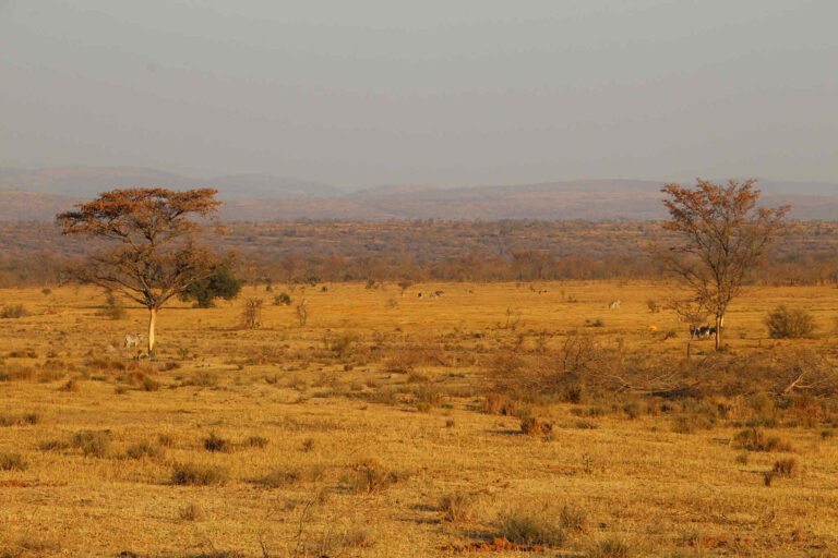 Welgevonden Game Reserve