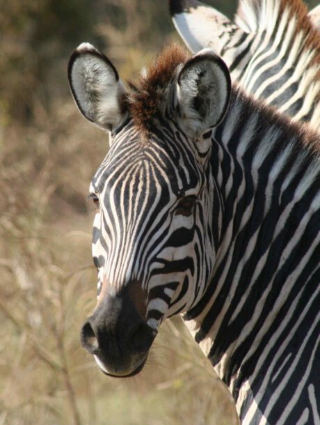 Zebra in Zambia
