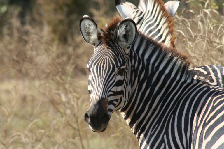 Zebra in Zambia