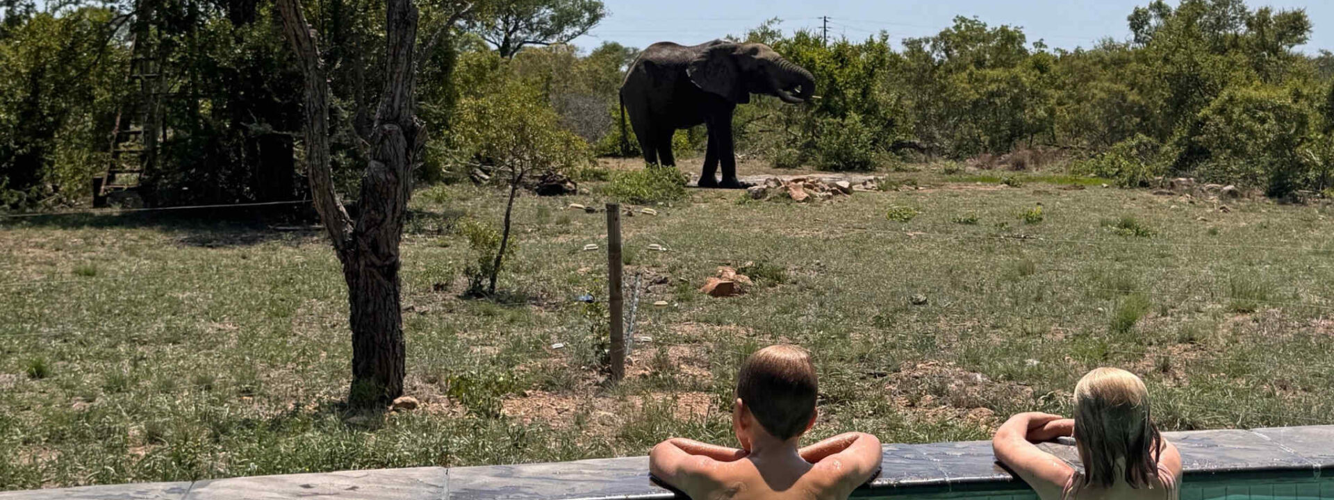 Een zwembad met twee kinderen en uitzicht op een olifant die drinkt