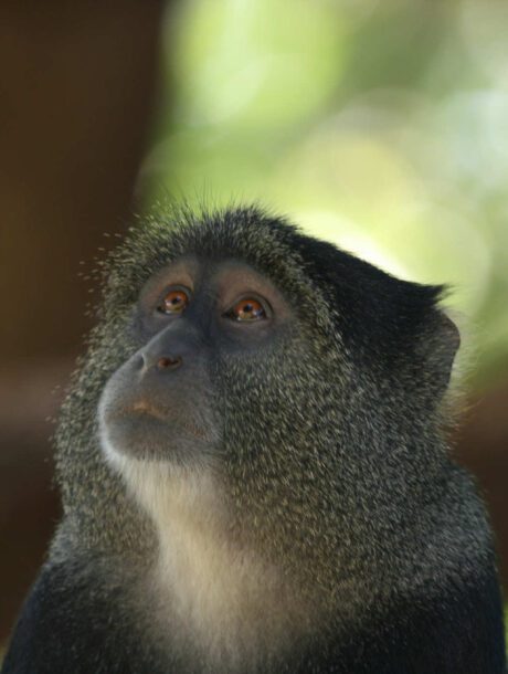 Aapje in Tanzania