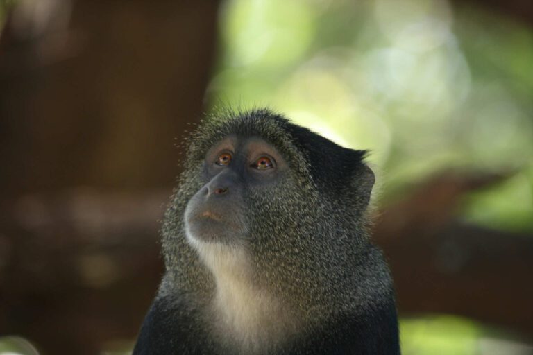 Aapje in Tanzania