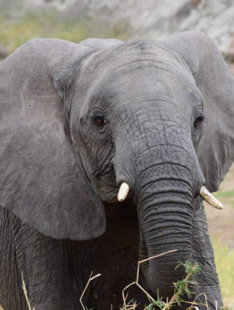 Olifant