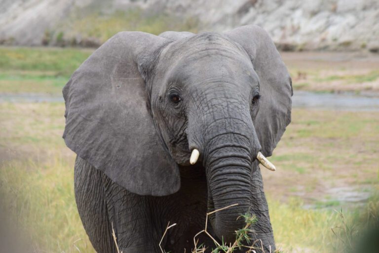 Olifant