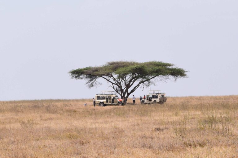 Voertuigen onder een Acacia boom