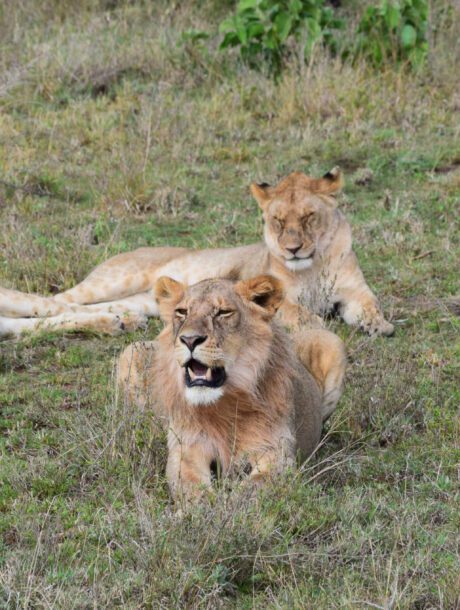 Leeuwen trio in de Serengeti