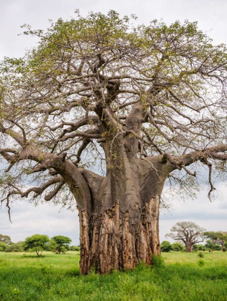 Baobab boom in Tarangire