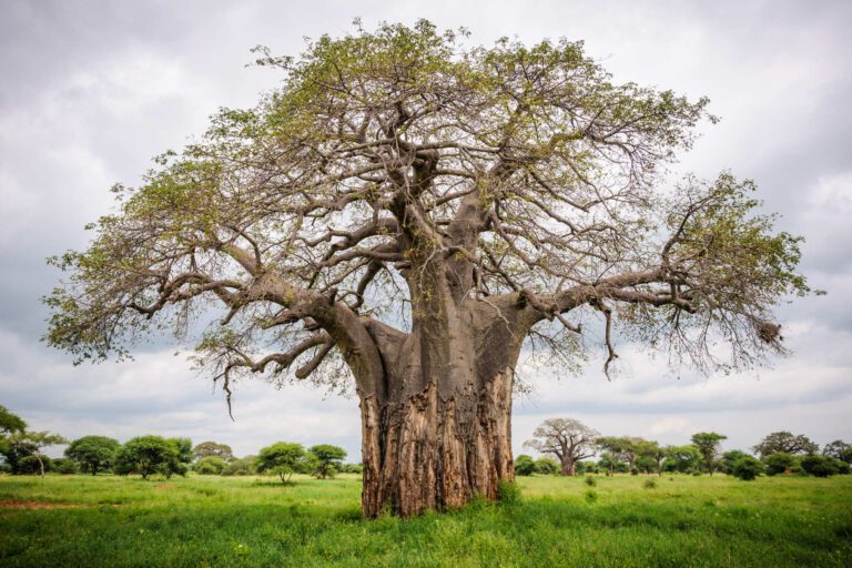Baobab boom in Tarangire